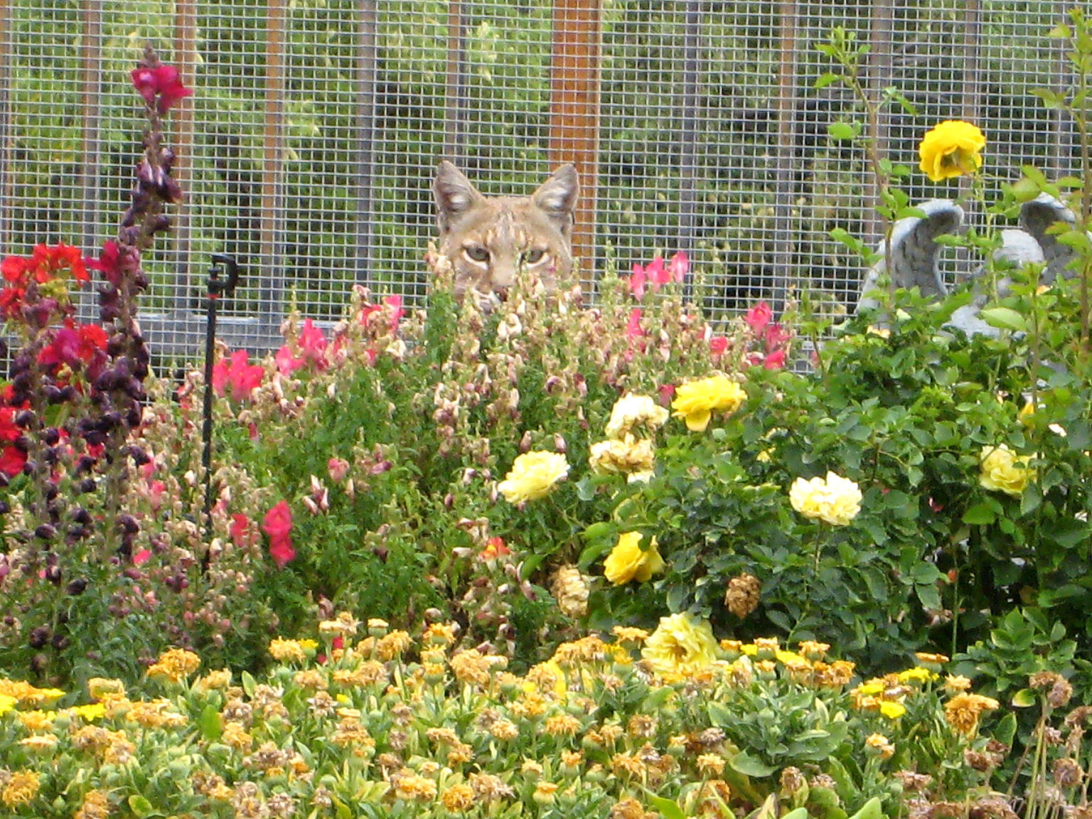 Backyard Bobcats